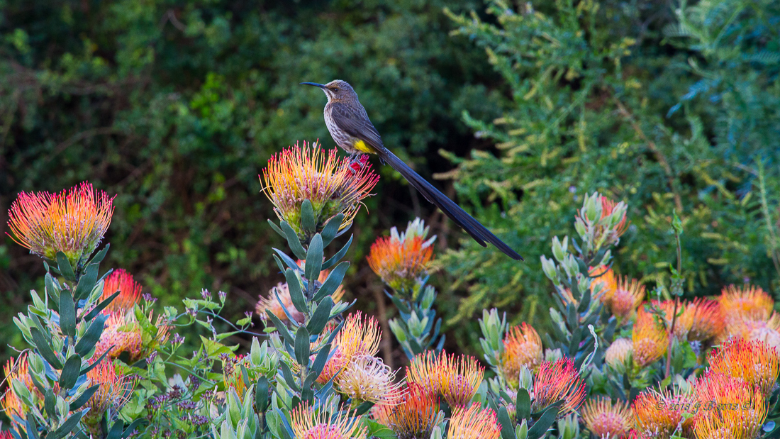 Jardin Botanique de Kirstenbosch