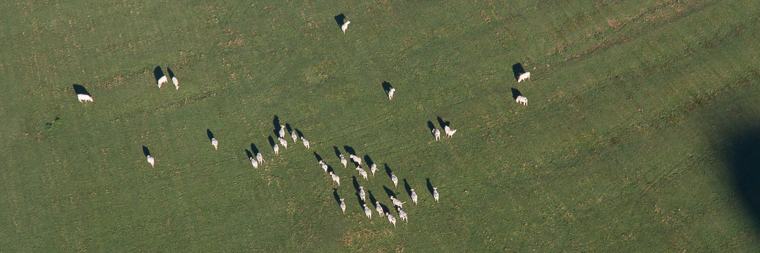 Des vaches...  encore des vaches !