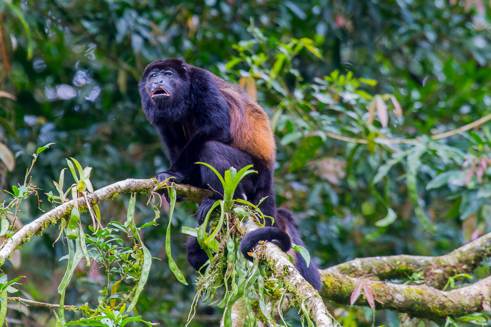 Le singe Hurleur