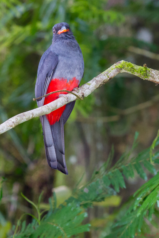 Le Trogon de Massena