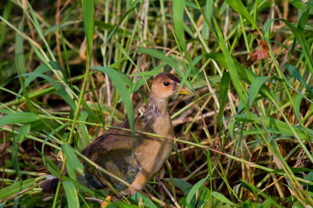gallinule d'Amérique