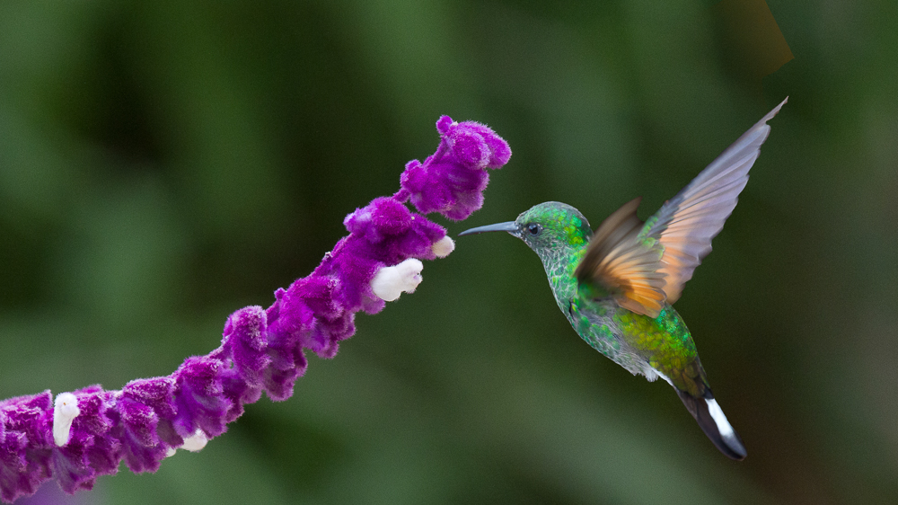 Le Colibri Magenta