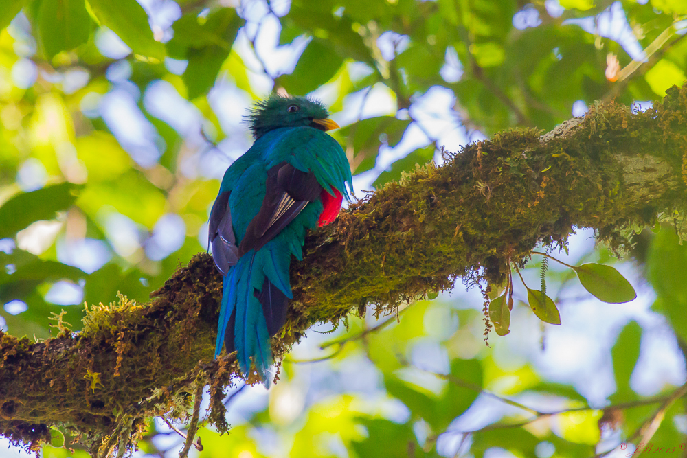 le quetzal resplendissant