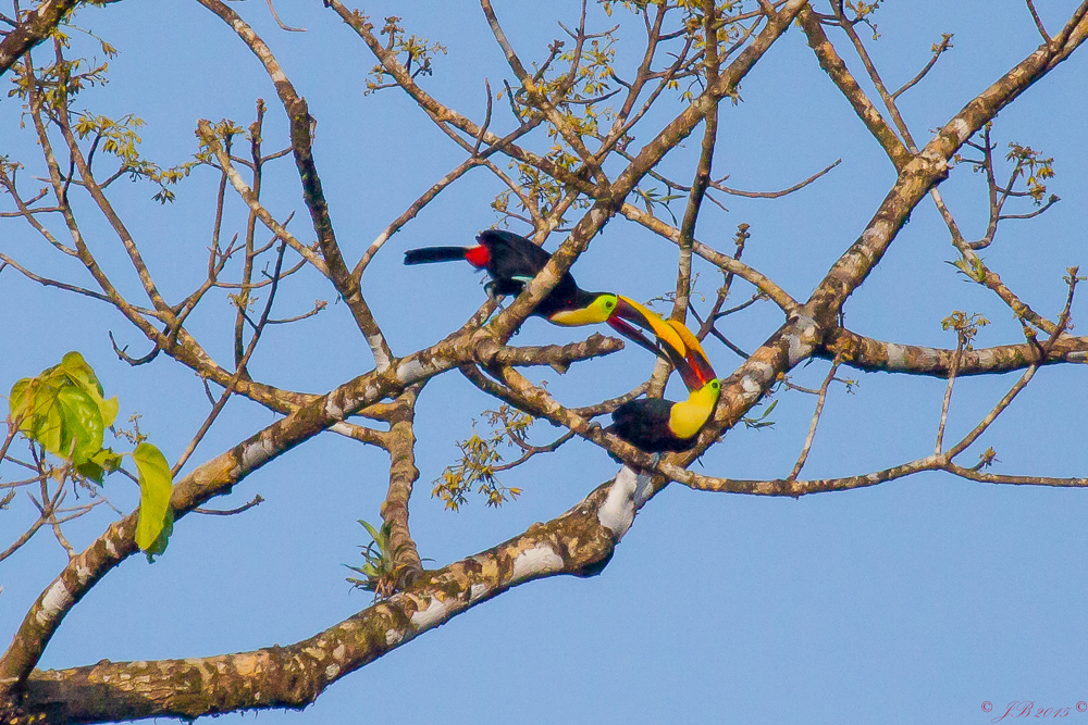Le Toucan de Swainson