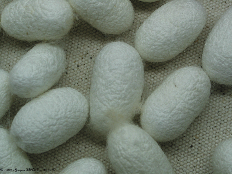 SUZHOU  :  cocons de vers à soie
