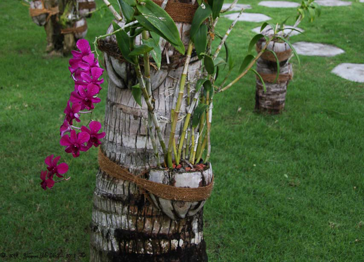 LA CULTURE DES ORCHIDEES
